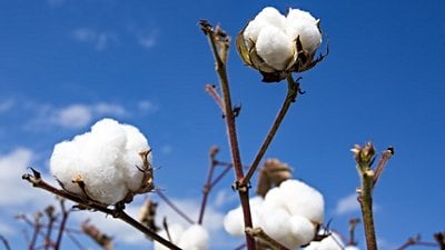 1 Kilo Demir, 1 Kilo Pamuk ile Eşit Kütleye Sahiptir ama Daha Ağır 