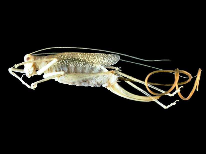 Spinochordodes tellinii türü bir Nematomorpha (Atkıl Solucanları) üyesi ve vücudundan çıktığı bir çekirge (Tettigoniidae) konağı.