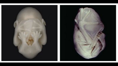 Yarasaların İlginç Dünyası: Embriyodan Yetişkinliğe Fotoğraflar...