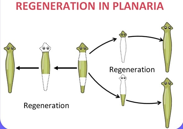 planarya rejenerasyon üreme