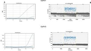 Ovine Papillomavirus DNA Detected In Healthy Mares