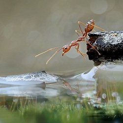 Ateş Karınca Sallarının Garip Mekaniği