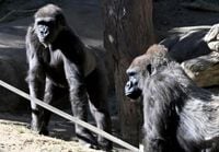 Gorilla breaks glass at San Diego Zoo enclosure