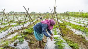 Farmers Adapt To Climate Challenges And Innovations For Food Security