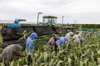 Trump’s own Labor Department quietly admits his immigration crackdown risks ‘supply shock-induced food shortages’ and higher prices
