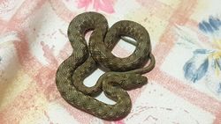 Natrix tessellata (Su yılanı) kaç günde bir balık tüketir? Tükettikten sonra besin kaç gün gider?