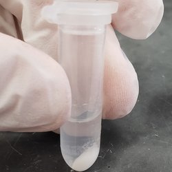 DNA miktarı artarsa insan gözü onu görebilir mi?