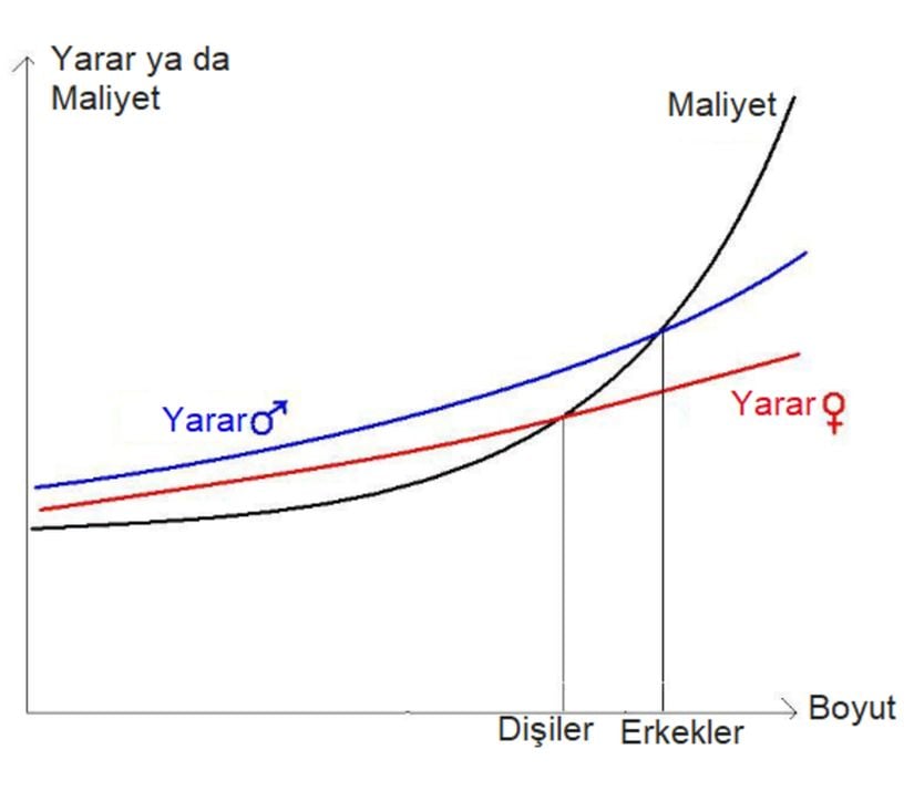 Erkeklerin büyük vücuda sahip olma durumunda dişilerden daha fazla yarar sağladıkları var sayılırsa, yukarıda verilen grafiğin cinsiyetler üzerinde uyarlanması bu şekilde olur.