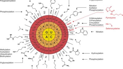 Genetik Kodun Evrimi: Bütün Canlılar Neden Aynı Genetik Kodu Kullanıyorlar?