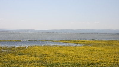 Manyas Gölü’nün Önemi Nedir? Hangi Tehlikeler ile Karşı Karşıyadır?