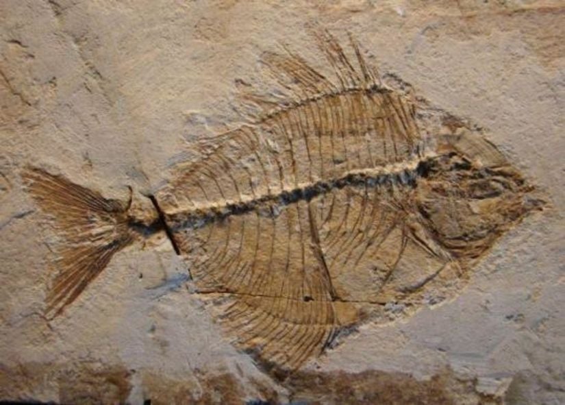 Pasaichthys