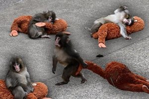 Google Honors Viral Japanese Monkey With Heart Animation