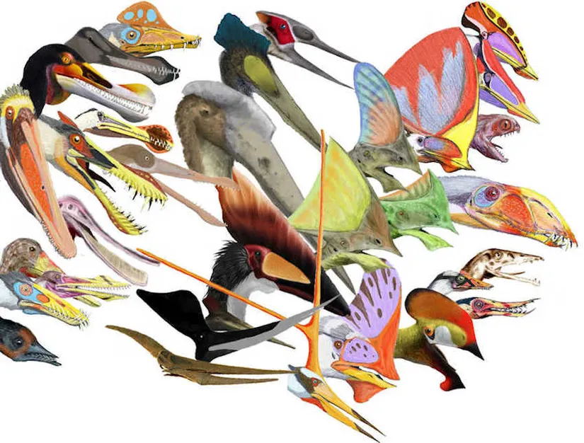 Pterozorlar çeşitliliği.