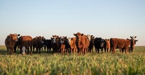 Argentina Lifts Half-Century Ban On Live Cattle Exports