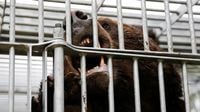 Japan deploys military after record bear attacks across country