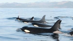 Innovative Research Highlights Ocean Mammal Challenges