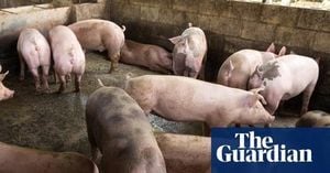 Scottish Scientists Create Pigs Immune To Swine Fever