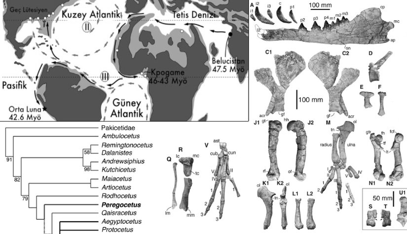 Peregocetus pacificus türüne ait bulunan (haritada yıldız işareti) kemikler, göç yolları ve taksonomisi.