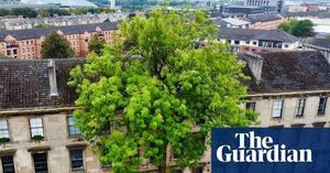 Glasgow Ash Tree Wins 2025 Tree Of The Year