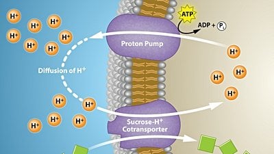 Aktif Taşıma Nedir? Büyük Moleküller Hücre Zarından Nasıl Geçer?