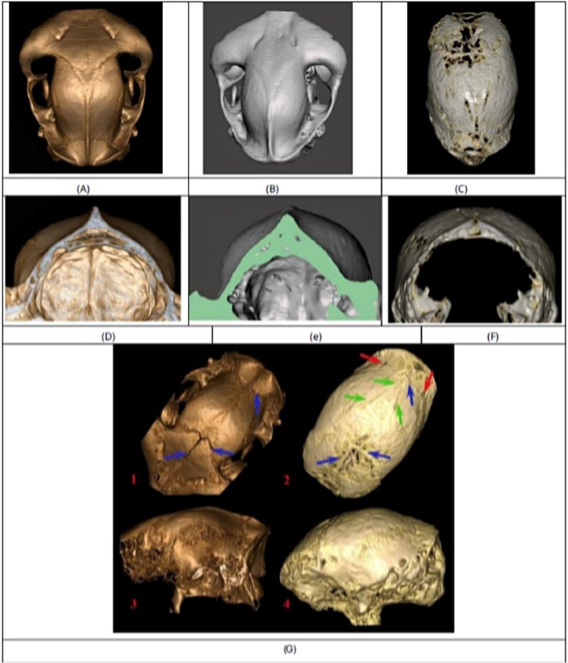Şekil 3. (a) lama [5] ve (b) alpaka [9] beyin kasalarının (c) Josephina'nın kafatasıyla karşılaştırıldığında sırttan görünümü. (d)–  (e)–(f) Lama ve alpakadaki belirgin çıkıntıyı (sagital tepe) gösteren karşılık gelen koronal bölümler. Josephina'nın kafatasında  ortadaki bir çıkıntı yerine birleşen üç oyuk var. (g) (1) lama beyin kılıfının [12] sırt görünümü, (2) Josephina'nın kafatasıyla  karşılaştırıldığında. Kırmızı oklar Josephina'nın kafatasındaki iki simetrik deliği gösteriyor. Mavi oklar dikişleri gösterir. Yeşil oklar  Josephina'nın kafatasındaki üç oluğu gösteriyor. (3)–(4) Karşılık gelen yan görünümler.