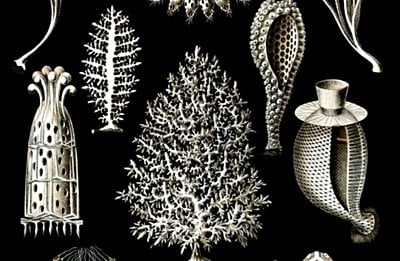 Evrimsel Süreç - 15: Basit Yapılı Hayvanların İlkin Evrimi ve Yükselişleri (580 - 542 Milyon Yıl Önce)