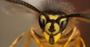 Wasps Return In Large Numbers Across UK Summer