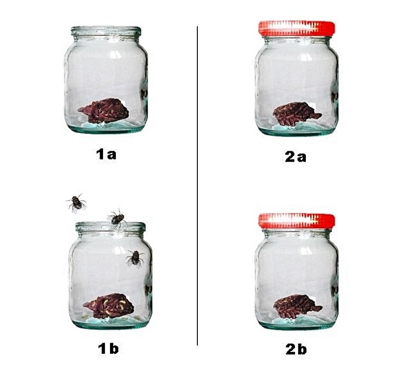 Redi'nin Spontane Jenerasyon Deneyi