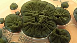 Çernobil Mantarı Melanin Sayesinde Radyasyondan Enerji Üretebilir: Bilim İnsanları Hâlâ Nasıl Olduğunu Çözemedi.