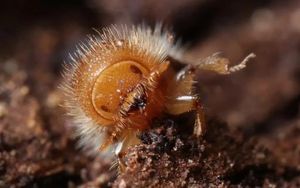 Drones And Dogs Help UK Eradicate Forest Beetle