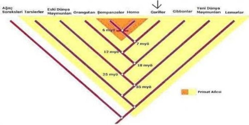 Gorillerin Evrim Ağacı'ndaki Yeri