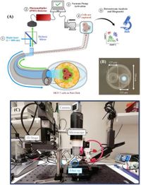 Lab-in-a-Fiber detection and capture of cells - Scientific Reports