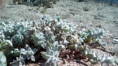 Çocukotu (Otanthus maritimus)