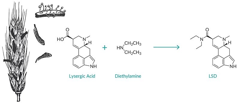 LSD'nin kimyasal yapısı. Görselde ergottan elde edilen liserjik asitin dietilaminle birlikte LSD'ye dönüşmesi yer alıyor.