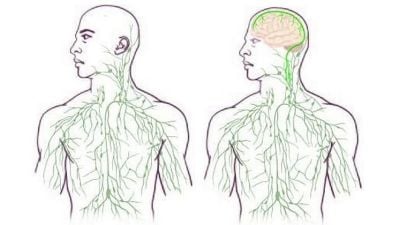 Bağışıklık Sistemini Doğrudan Beyne Bağlayan Lenf Damarları Bulundu!