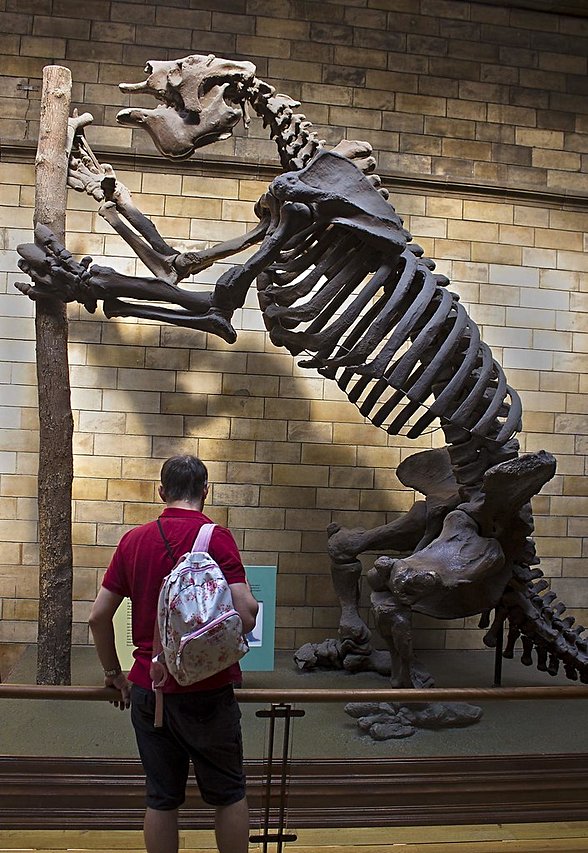"Megatherium Americanum" fosili