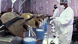 Mavi Kan Hasadı: At Nalı Yengeçleri, İlaç Sektörü Tarafından Nasıl Kullanılıyor?