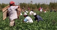 Trump’s views on immigrant farmworkers reflect a long history of farming in America