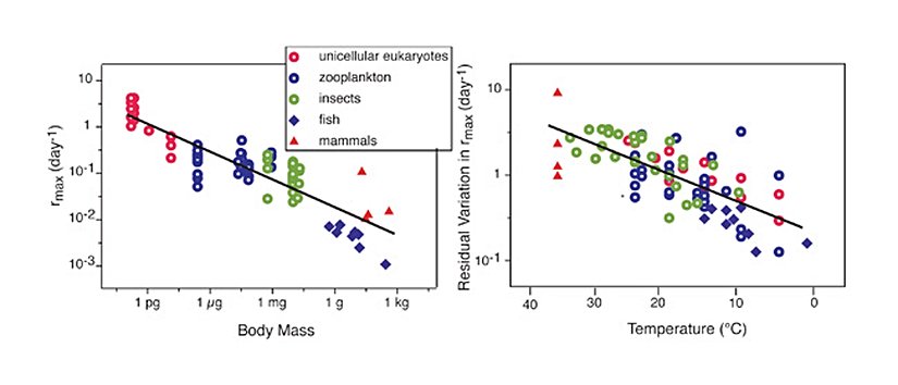 Grafikte, artan vücut büyüklüğüne oranla ısı değişimi farkı algoritmik olarak gösterilmektedir. Vücut kütlesi büyüdükçe,vücut ısısı değişkenliği azalmaktadır.