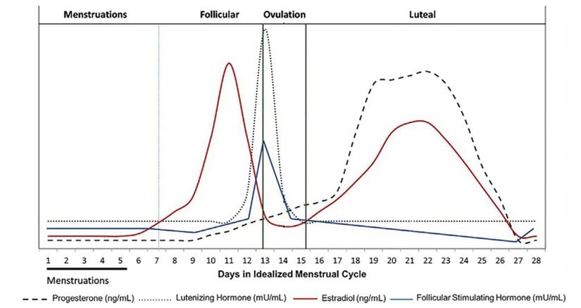 Menstrüel döngü fazları
