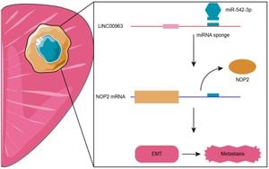 New Study Uncovers Prostate Cancer Biomarker Hsa-miR-6715b-3p