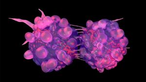 New Cost-Effective Strategy For Culturing Bladder Tumor Organoids