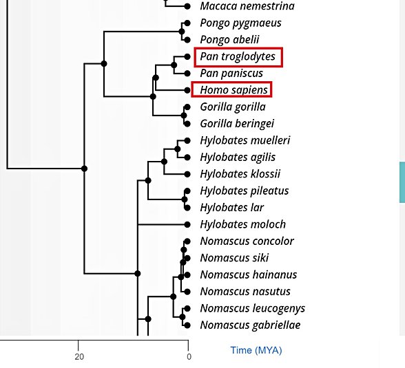 Bu çalışmalardan birini paylaşıyorum, beklenildiği gibi şempanze ve insan diğer türlere kıyasla daha yakın akrabadır.