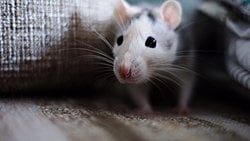 Dişlerin Milyonlarca Yıllık Evrimsel Geçmişi, Laboratuvar Koşullarında Birkaç Günde Yeniden Yaratıldı!