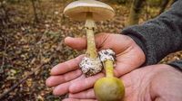 Farmers share safety tips as deadly mushroom poisonings rise in California