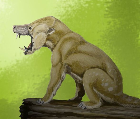 Arctocyonidae familyasından Arctocyon cinsine ait bir rekonstrüksiyon