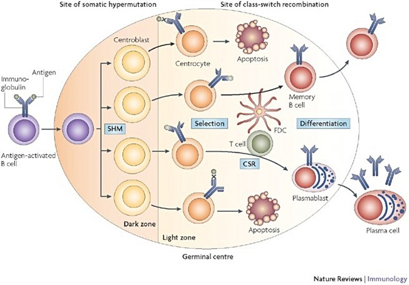 Germinal merkezde B hücrelerinin mutasyona uğrayarak çoğalması