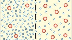 Pasif Taşıma Nedir? Hücre Zarından Enerji Harcamadan Madde Geçişi Mümkün mü?