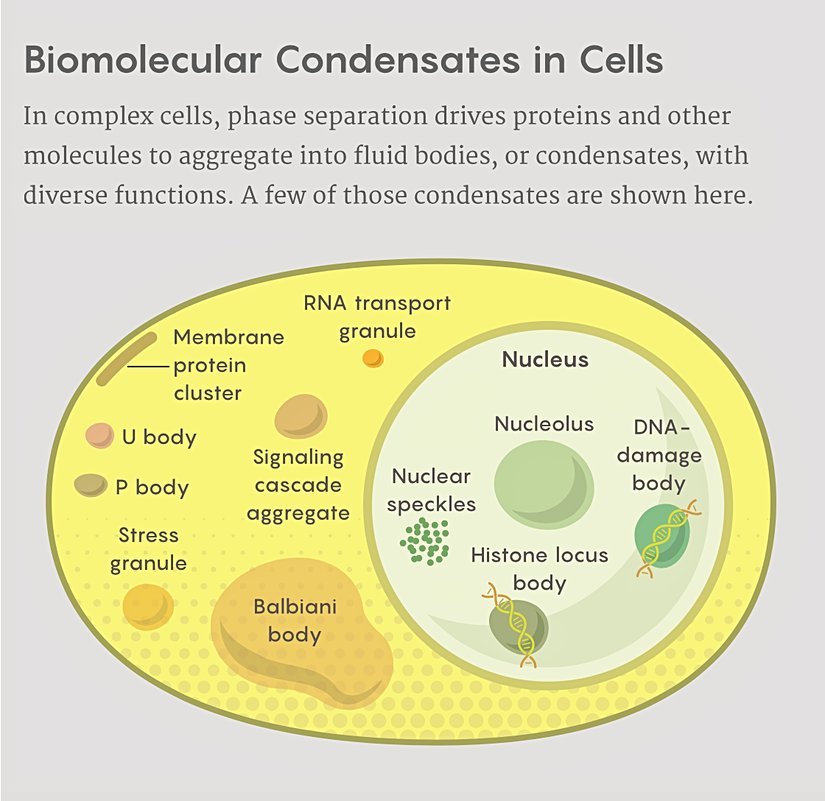 Gelişmiş hücrelerde faz ayrışması, proteinleri ve diğer molekülleri sıvı damlacıklarda birikmeye veya çeşitli işlevlere sahip yoğuşmalara yönlendirir. Bu görselde bazı yoğuşma çeşitleri gösterilmiştir.
