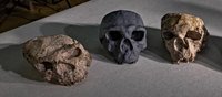 Discovery of Million-Year-Old Skull ‘Totally Changes’ Human Evolution Story